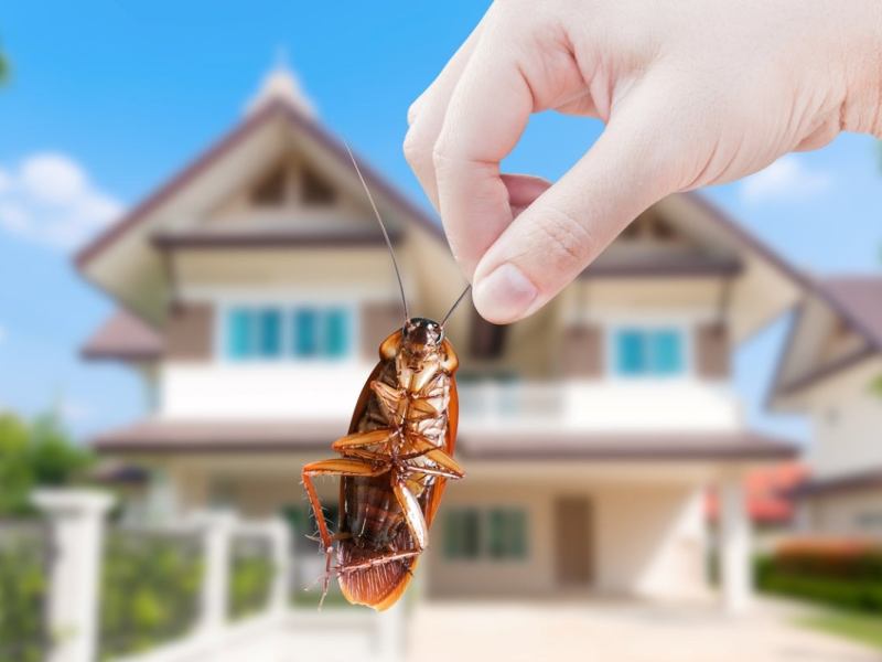 Effective DIY Pest Control Tips- Keep Your House&nbsp;Safe
