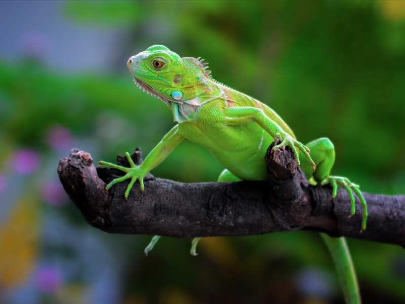 How Iguana Removal Services Are Saving Florida’s&nbsp;Gardens