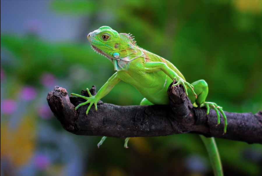 How Iguana Removal Services Are Saving Florida’s&nbsp;Gardens